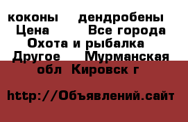 коконы    дендробены › Цена ­ 25 - Все города Охота и рыбалка » Другое   . Мурманская обл.,Кировск г.